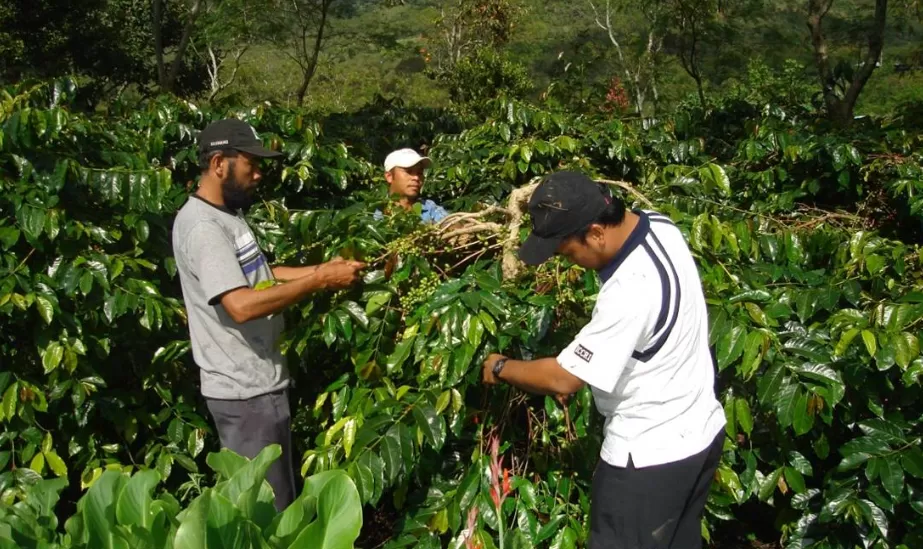 tips berkebun kopi