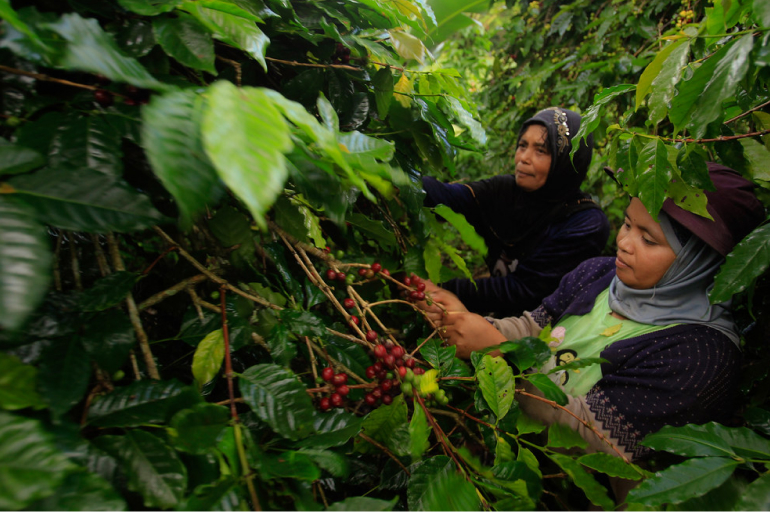 Agroforestry coffee
