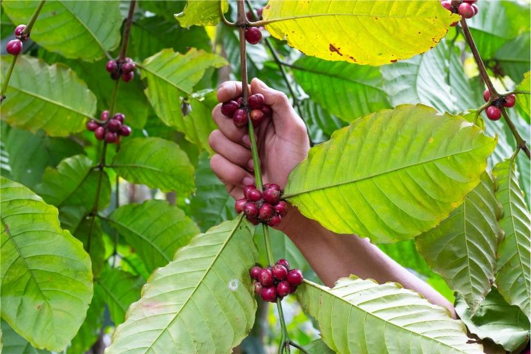 kopi kawa daun