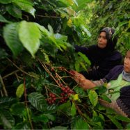 Agroforestry coffee