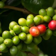 Budidaya-Kopi-Arabika