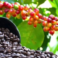 Varietas Kopi