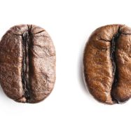 Potensi-Kopi-Robusta