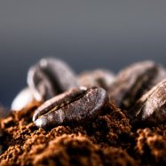 kopi arabika
