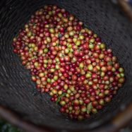 cara menanam kopi robusta