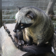 rahasia kopi luwak