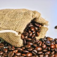 arabika vs robusta